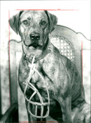 1987 THEATER PIECES FREE HEATE COLKSTHEAH VOLKSTHEATER FRANKFURT MULK MAC - Vintage Photograph