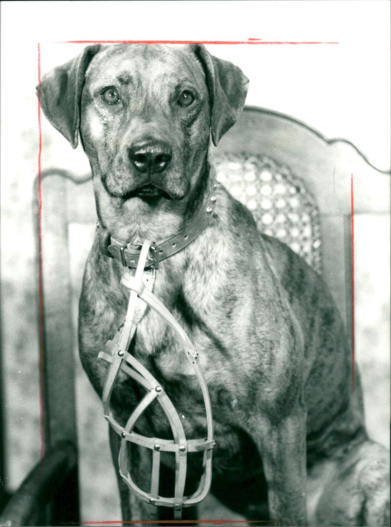 1987 THEATER PIECES FREE HEATE COLKSTHEAH VOLKSTHEATER FRANKFURT MULK MAC - Vintage Photograph