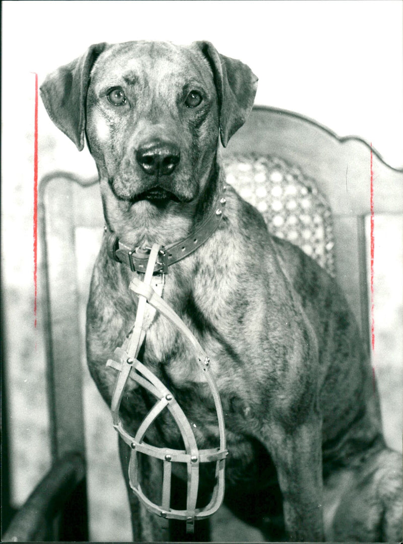 FOLK THEATER THEATER PIECES IMAGE WILLIKLAR FRANKFURT LILIENCRON - Vintage Photograph