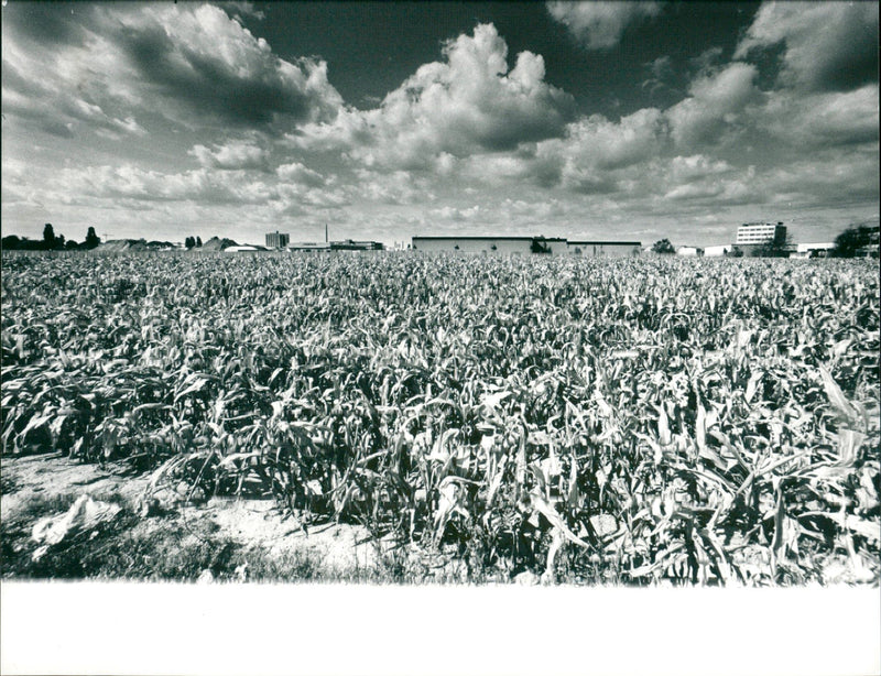 1990 END ENMARKTHALLE LANDE GASTST THEATER EXTRA SCHLACHTHOF GEMINE FILM MICK - Vintage Photograph