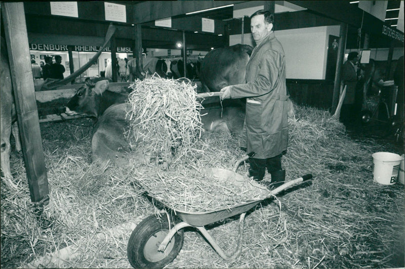 1989 ESSEN AGRITECHNOLOGY CLEANING ANIMALS STOPS HIM TROT - Vintage Photograph