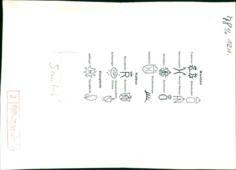 LAUDA GESELLSCHAFT DESOL WARMBLOOD TRAKEHNER OLDENBURGER HANNO HUSTS FAIRS - Vintage Photograph
