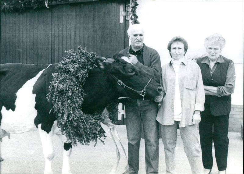 ANDWIRT HELLA ALMOST OLD MILK COW FARMING MODEL - Vintage Photograph