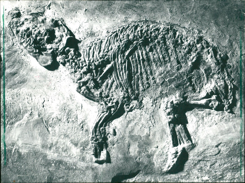 hu Besit des Senderbes - riseuus from Nuessel 30.6.87 EMP / JA
Museen - Sencken - Vintage Photograph