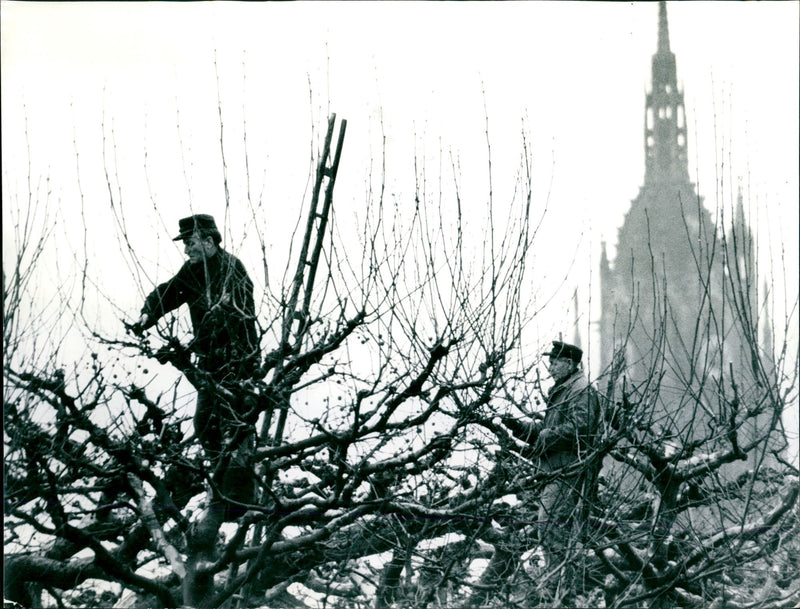 NIZZA MUNKES PROVINE POLICIES SEITE MIXED SCHAURUAN SIGNATURE LOKALES CAURU - Vintage Photograph