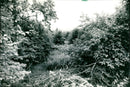 1986 the Mühlbachtal - Vintage Photograph
