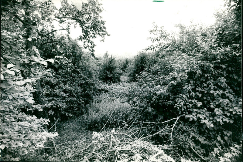 1986 the Mühlbachtal - Vintage Photograph
