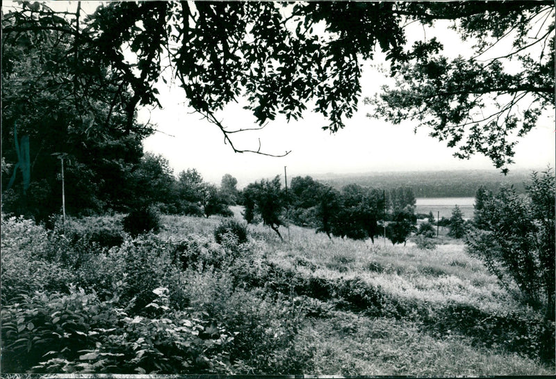 1997 NATURE RESERVES MOUNTAINS HANG MAGERWIE PLANTS WHICH ARE - Vintage Photograph