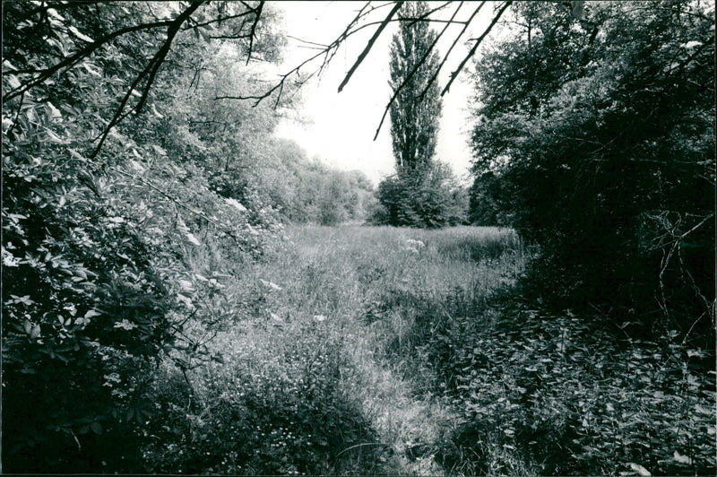TURRET PROTECTED AREAS DIFFERENT SECKBACHER RIED WETLAND - Vintage Photograph