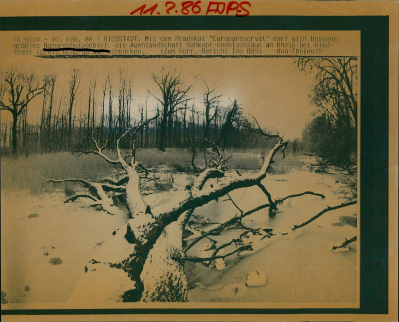 1986 REGIONS KNOBLOCHSAUE LESS NATURSCHU HESSENS NATURE RESERVE AUENLANDSCHA - Vintage Photograph