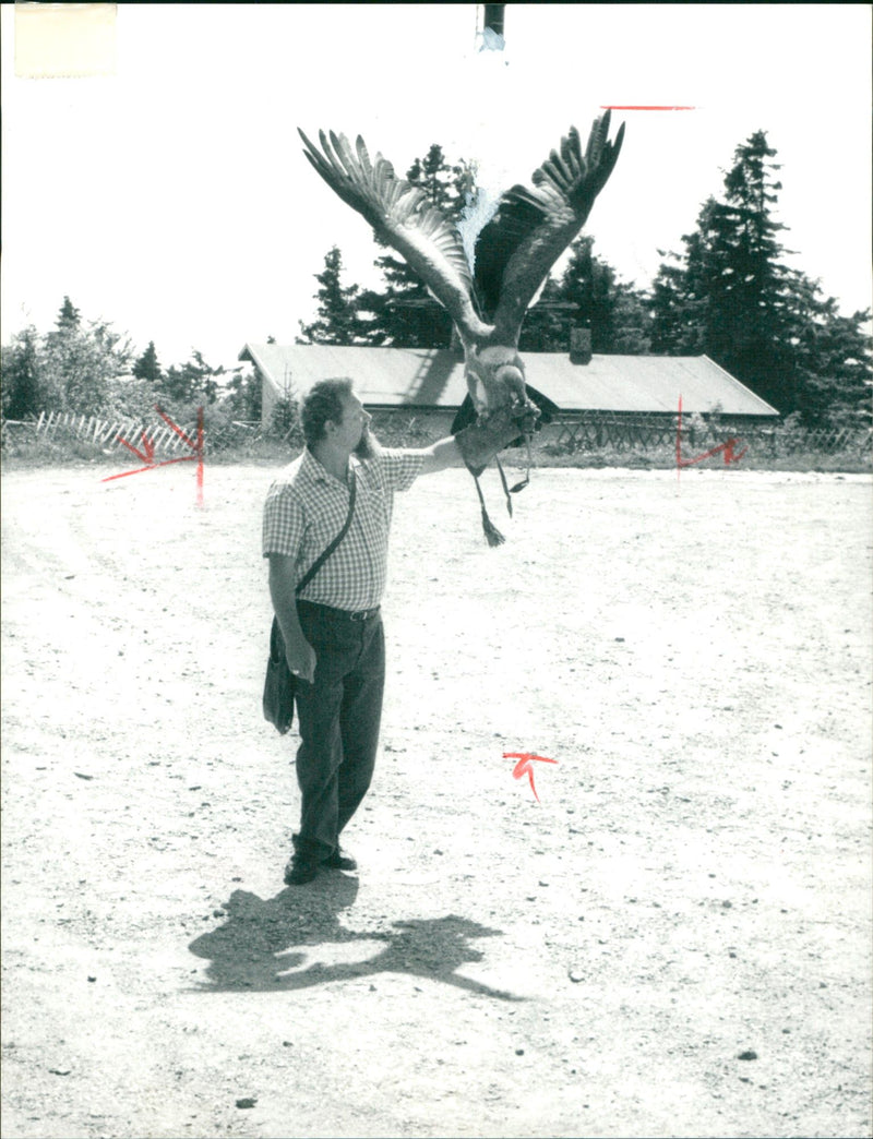 Master falconer with golden eagle - Vintage Photograph