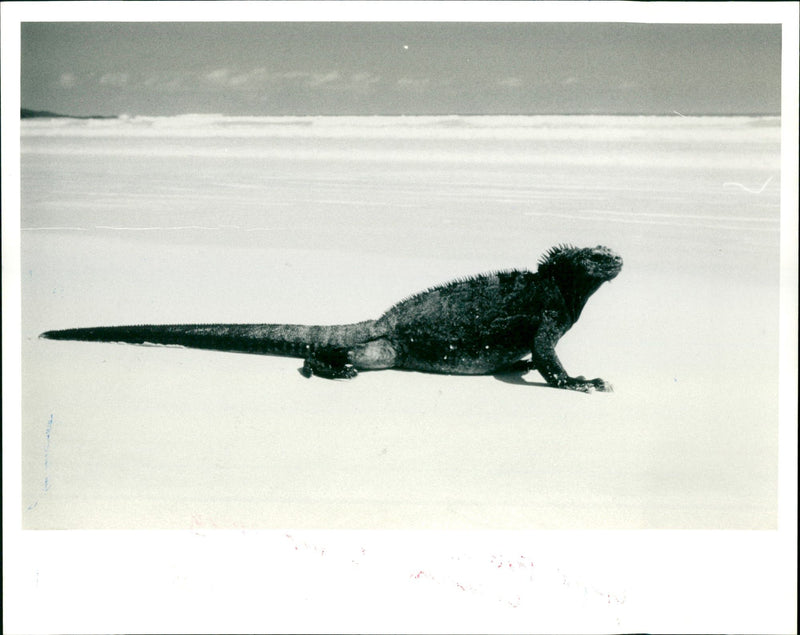 Page 21 G 67 / 3 cols Simon Strong gnana Galapagos Islands
GALAPAGOS - Vintage Photograph