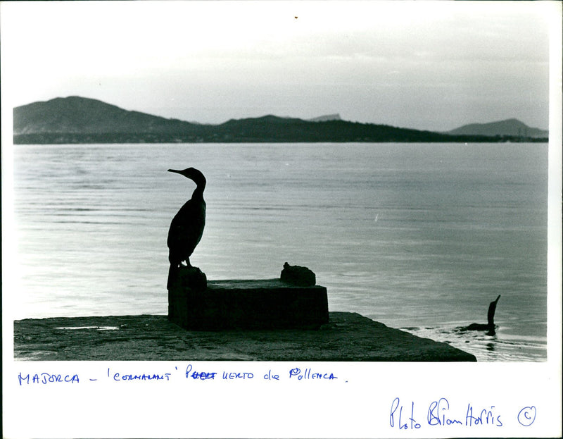 PUER UERTO POLLENCA BLIAN HARRIS - Vintage Photograph