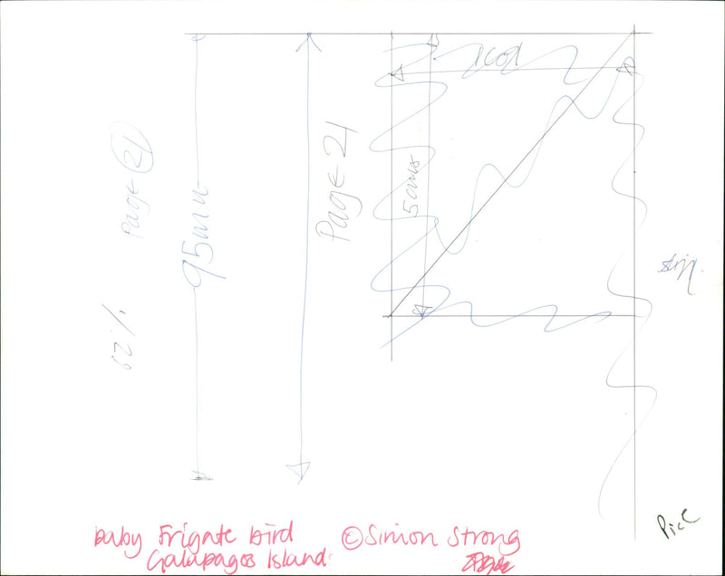 lol L Page 95mu Page 2 emos 7.21 Sinion Strong baby Frigate bird Galapagos Isla - Vintage Photograph