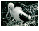 lol L Page 95mu Page 2 emos 7.21 Sinion Strong baby Frigate bird Galapagos Isla - Vintage Photograph