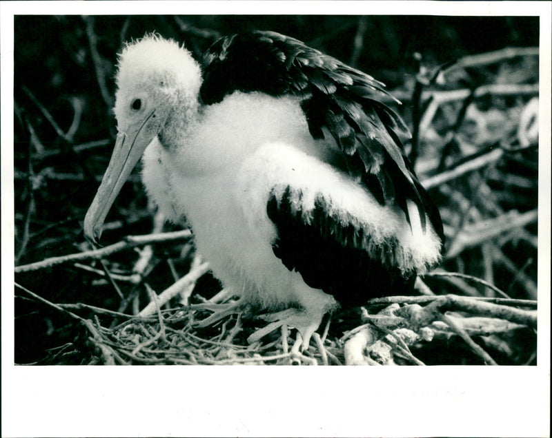 lol L Page 95mu Page 2 emos 7.21 Sinion Strong baby Frigate bird Galapagos Isla - Vintage Photograph