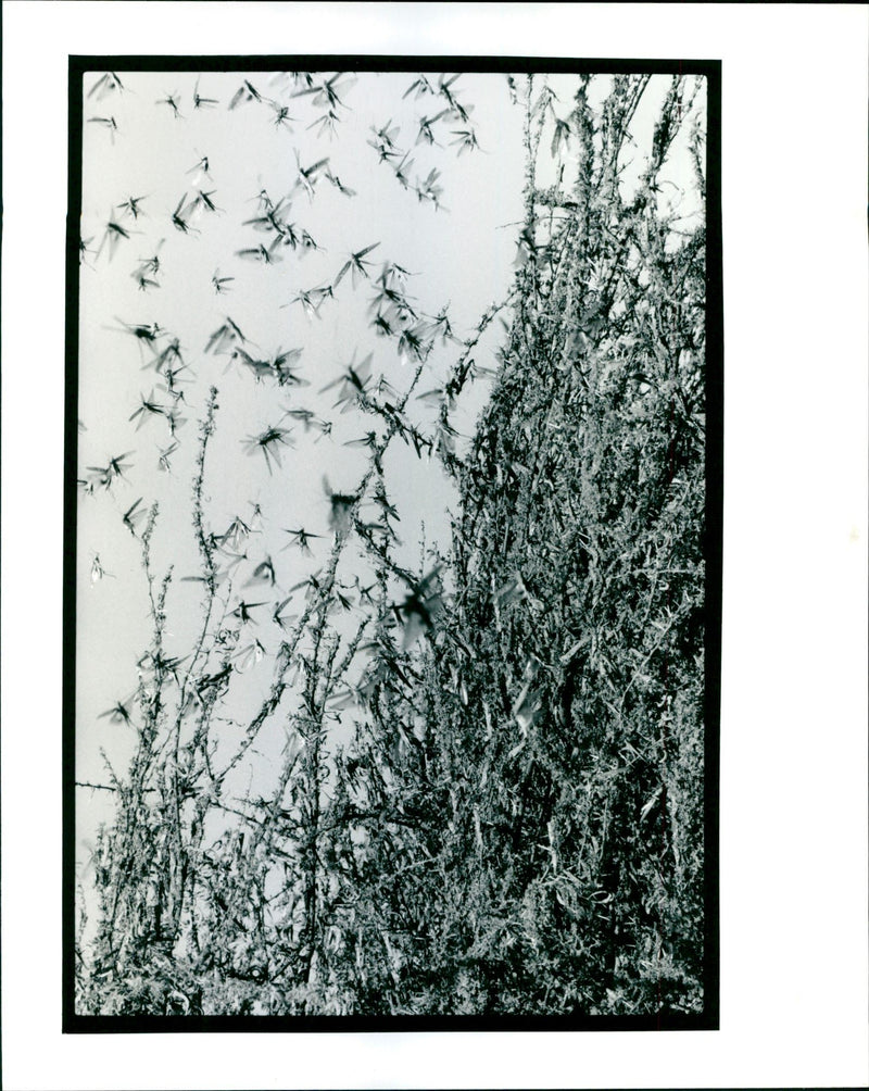 DAVID STEWART TREE LOCUTS CORONET - Vintage Photograph