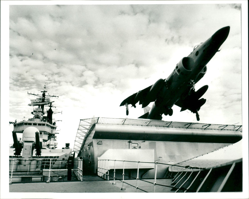 Harrier - Vintage Photograph