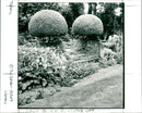 Topiary - Vintage Photograph
