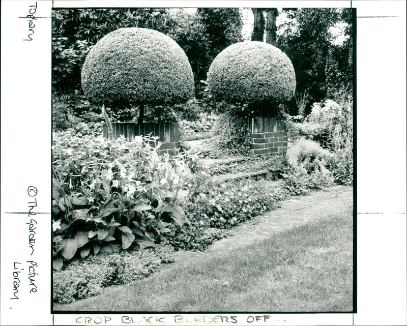 Topiary - Vintage Photograph