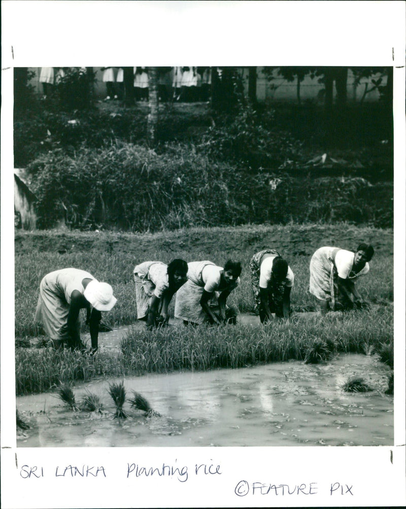 " SRI LANKA Planning rice FEATURE PIX
23 NOV R / HAND WERKENDRASE B COMP - Vintage Photograph