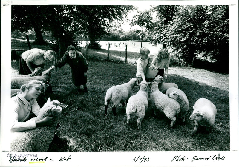 hool in Kat . 6/7/93 Photo Gera .
JUL 1993
OMTOOLS , ANIMALS - Vintage Photograph