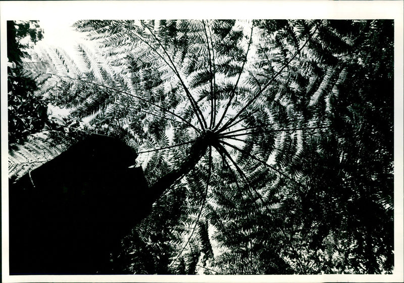 Dominica - Vintage Photograph