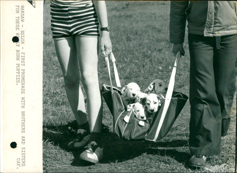 Little puppies - Vintage Photograph