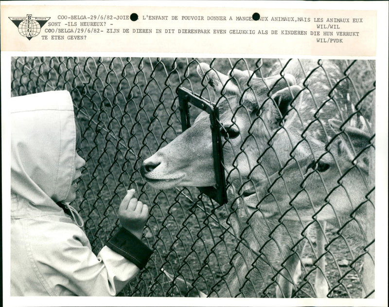 COO / 6 / JOIE L'ENFANT DE POUVOIR DONNER A MANGE AUX ANIMAUX - Vintage Photograph