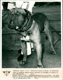 BRUXELLES / / 8/5/83 Copyrig BE - EXPOSITION CANINE AU HEYSEL -CE MAGN IF - Vintage Photograph