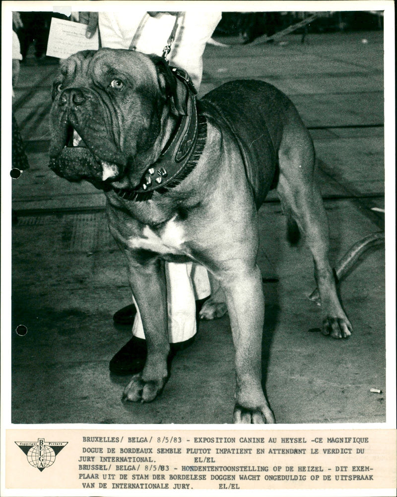 BRUXELLES / / 8/5/83 Copyrig BE - EXPOSITION CANINE AU HEYSEL -CE MAGN IF - Vintage Photograph