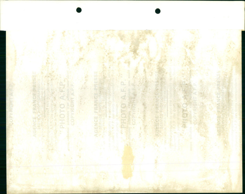 Oxen - Vintage Photograph