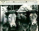 Oxen - Vintage Photograph
