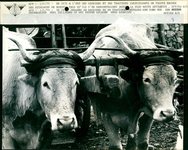 Oxen - Vintage Photograph
