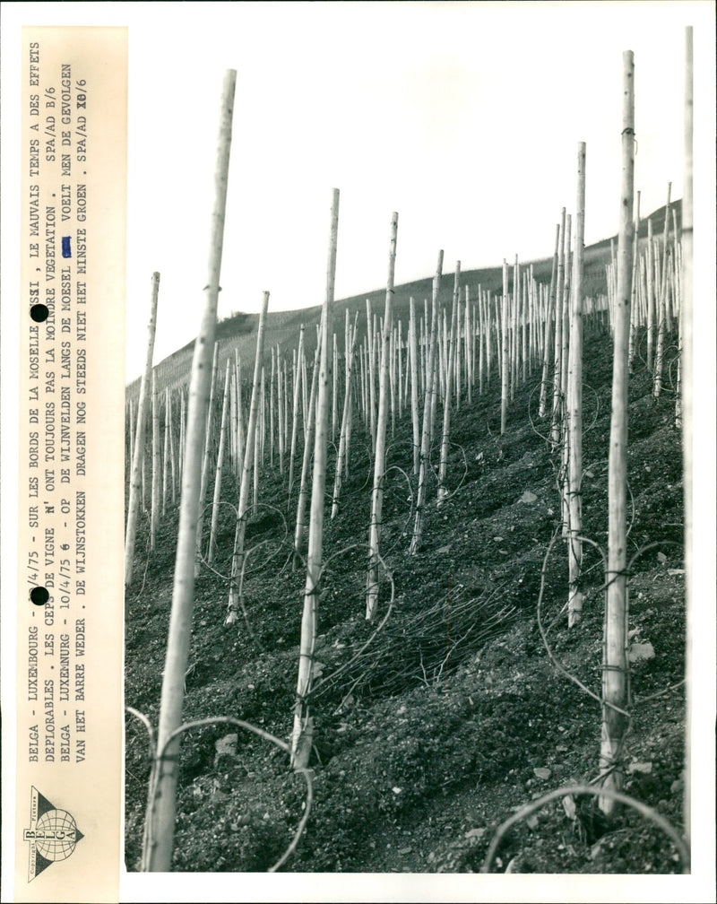 Vineyard - Vintage Photograph