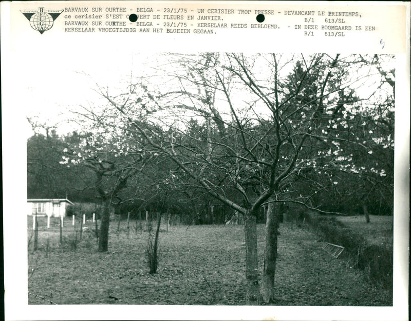 Cherry blossom. - Vintage Photograph