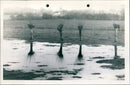 A flooded field - Vintage Photograph