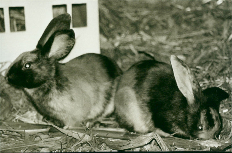 CLAUDE WINDERHAUSEN YEARS NOANIMAL BREWING LEGEND - Vintage Photograph