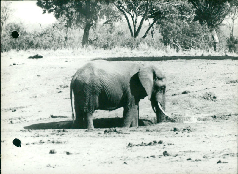 ADULT PAX DRYNESS INSTEAD ANIMALS OUR BEING DOGODDODO AFRICA CANELLAMENT - Vintage Photograph