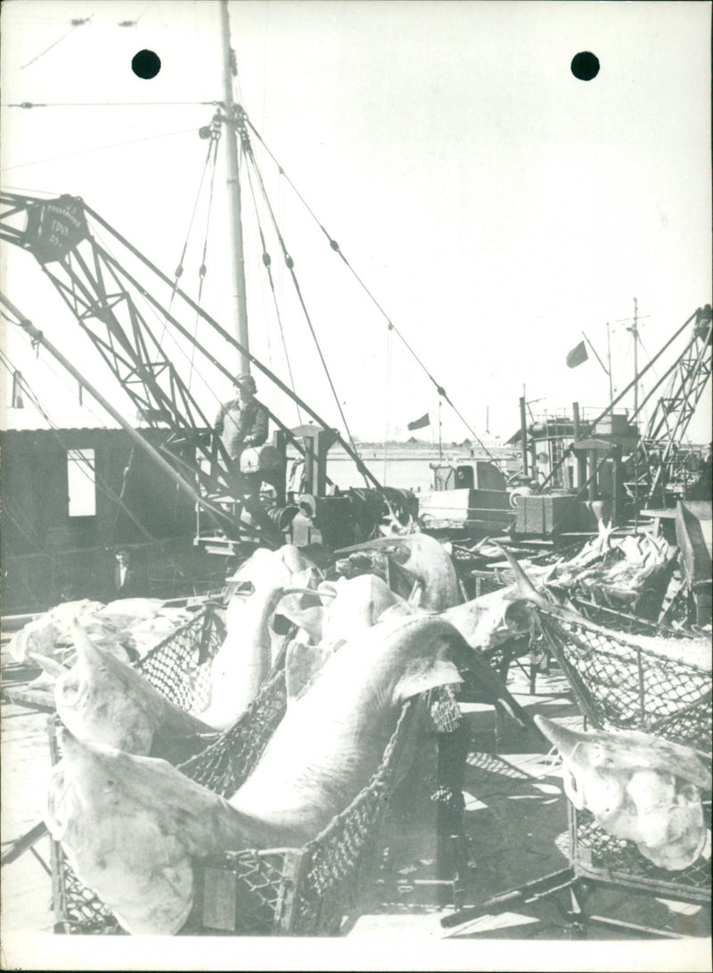 PORTS SHIPS STURGEONS FISHING ARE SWING COUNTRYSIDE TONS DAY TASS DOOOOOOO - Vintage Photograph