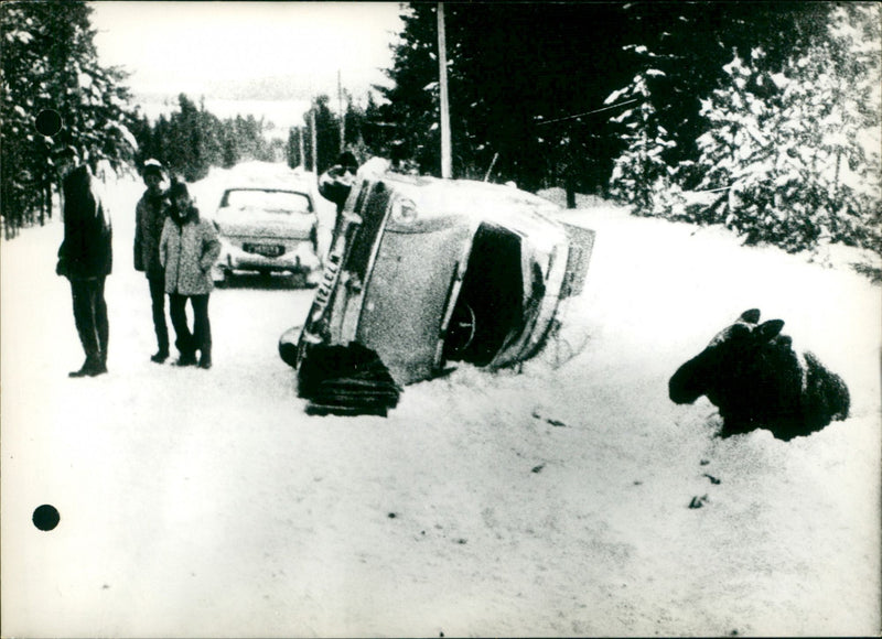 1969 STAKE UNKNOWN LLEUS CAUSED THESE MOST ANIMALS CAMERA REGIONS PASSING GRAND - Vintage Photograph