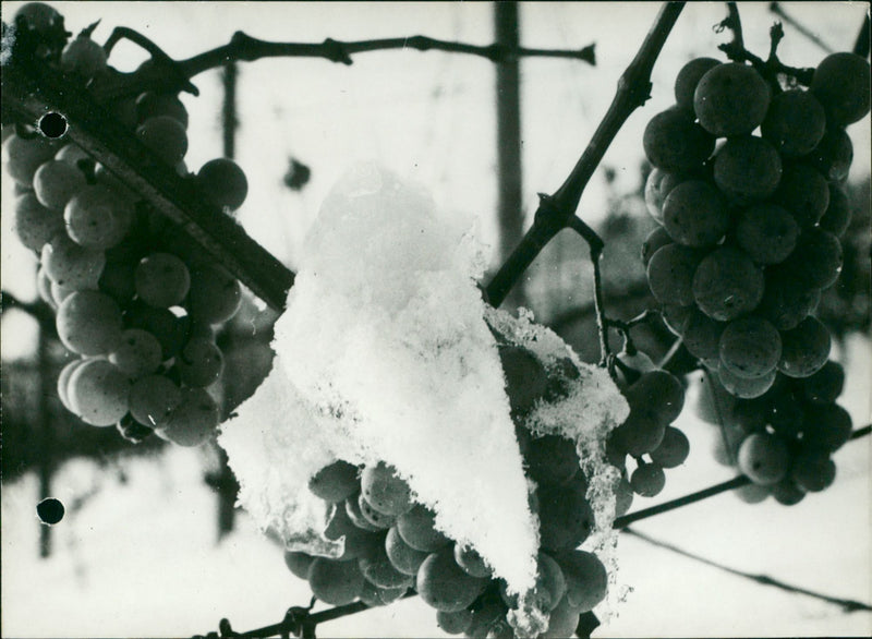 HARVESTS NOT FELL FROST WERE AUS VINES GERMANY HARVEST TEXAINE DPA - Vintage Photograph