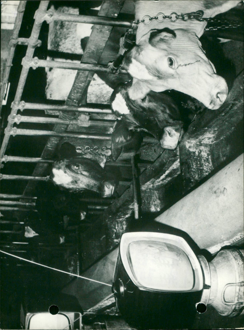 JUST MILK LIGHTS DEVELOPED THEIR TABLE EVENING TELEVISER INTENSIFY CHARLES - Vintage Photograph