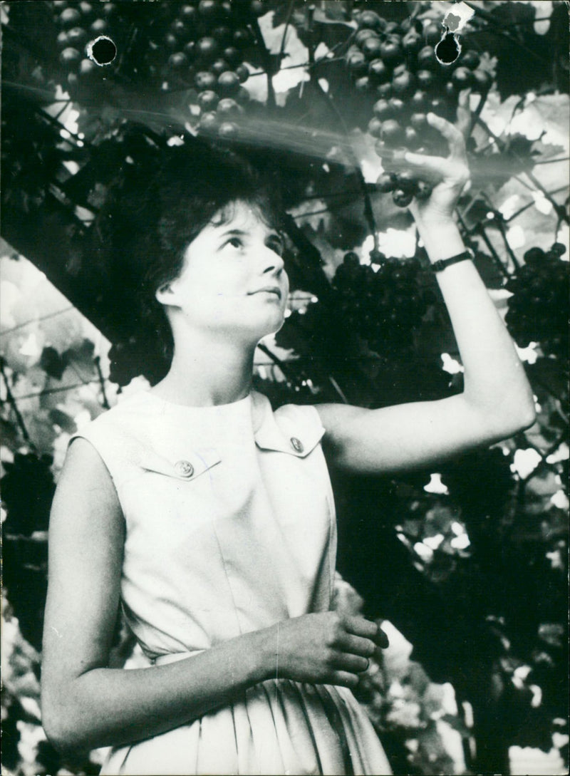 RAIAIN SHE HENDRICKX CHOSEN RAIS WINE MISS WHO OVERIJSE ECIS - Vintage Photograph