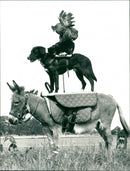 1988 BREMEN MUSICIANS MARCHEN FAIRYTALE DRESSAGE SUCCESS DOES - Vintage Photograph