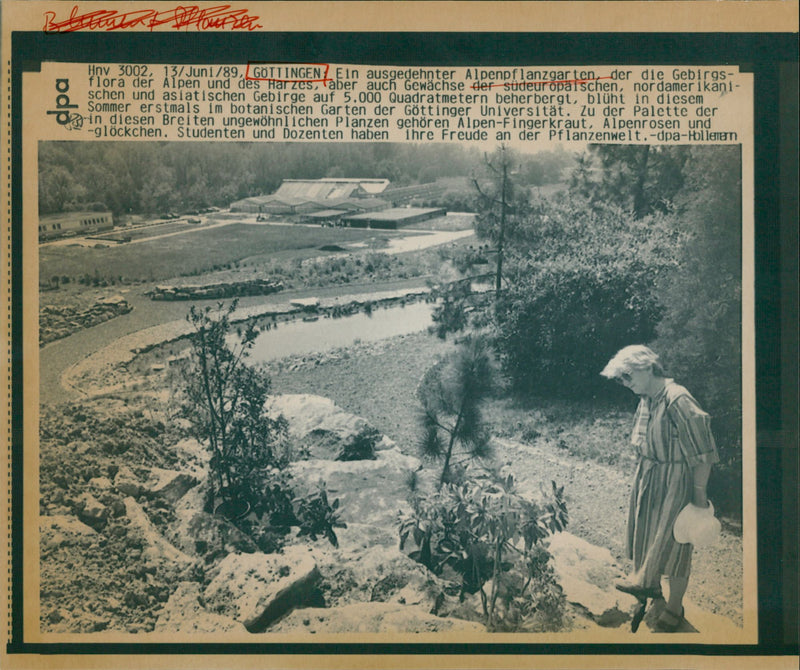 Hny_3002 , 137 Juni / 89 , GOTTINGEN ? Ein ausgedehnter Alpenpflanzgarten , der - Vintage Photograph
