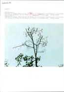 Caterpillar plague in Grüneburgpark Frankfurt - Vintage Photograph