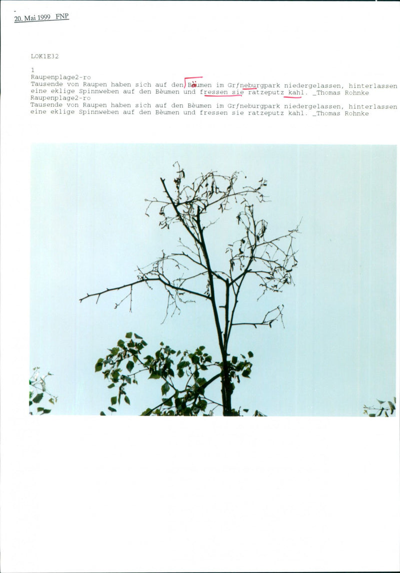 Caterpillar plague in Grüneburgpark Frankfurt - Vintage Photograph