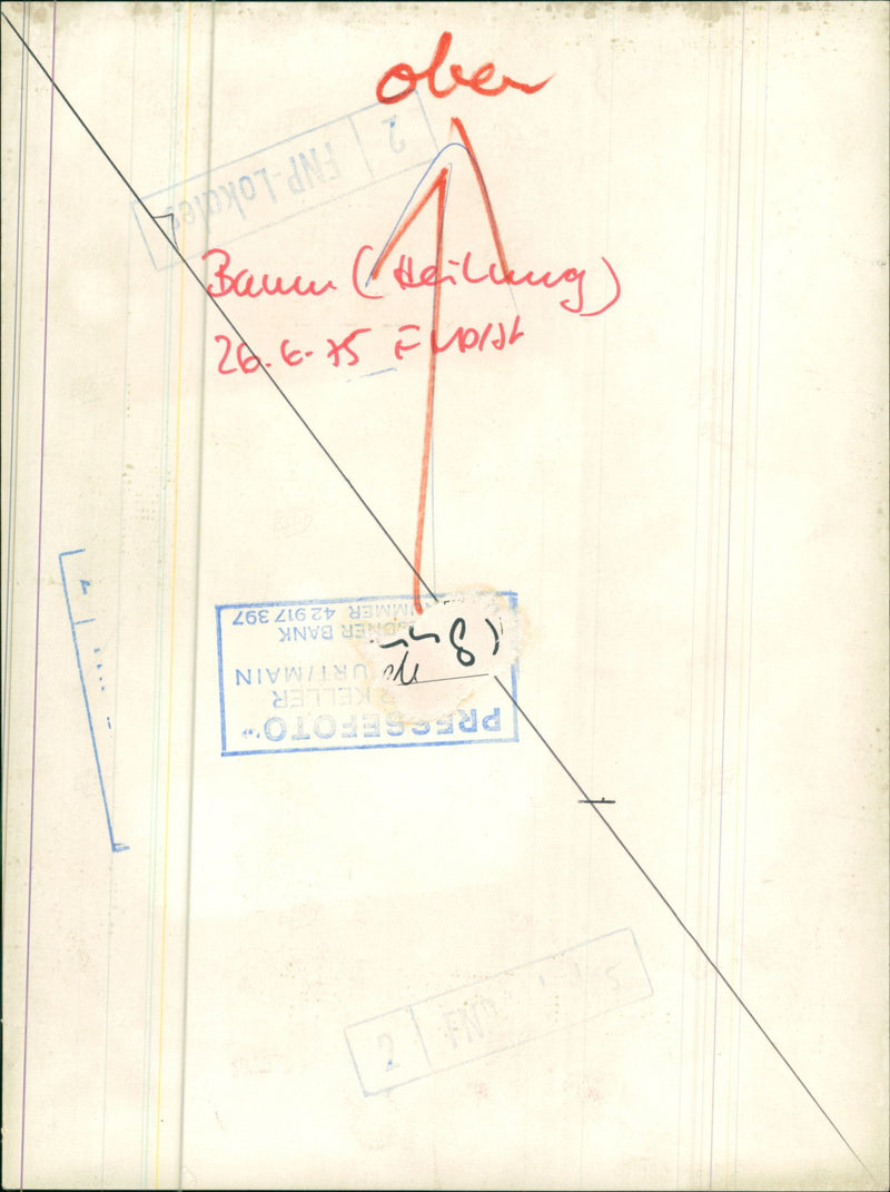 tree - Vintage Photograph