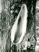 tree - Vintage Photograph